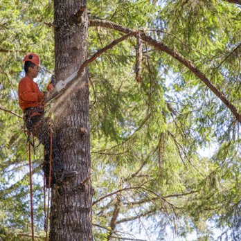 F&B Tree and Landscape - Tree Services Near Me F&B Tree and Landscape - Tree Services Near Me