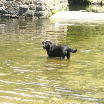 Ramapo Valley County Reservation - Chasey cools off - Hiking Near Me - Mahwah, New Jersey Ramapo Valley County Reservation - Chasey cools off - Hiking Near Me - Mahwah, New Jersey