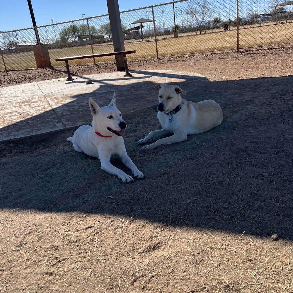 Arf-Anage Dog Rescue - Snow and Woody (our first rescue who needed a companion) - Animal Shelters Near Me - Maricopa, Arizona Arf-Anage Dog Rescue - Snow and Woody (our first rescue who needed a companion) - Animal Shelters Near Me - Maricopa, Arizona
