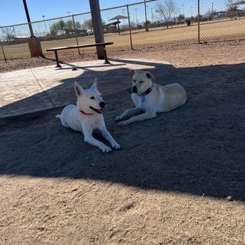 Arf-Anage Dog Rescue - Snow and Woody (our first rescue who needed a companion) - Animal Shelters Near Me - Maricopa, Arizona