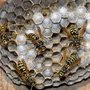 Photo of J&J Termite and Pest Control