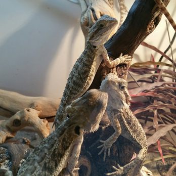 East Bay Vivarium - Little guys wondering what's up - Reptile Shops Near Me - Berkeley, California East Bay Vivarium - Little guys wondering what's up - Reptile Shops Near Me - Berkeley, California