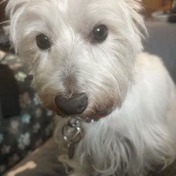Mohawk Hudson Humane Society - My little dog after returning from rabies clinic.