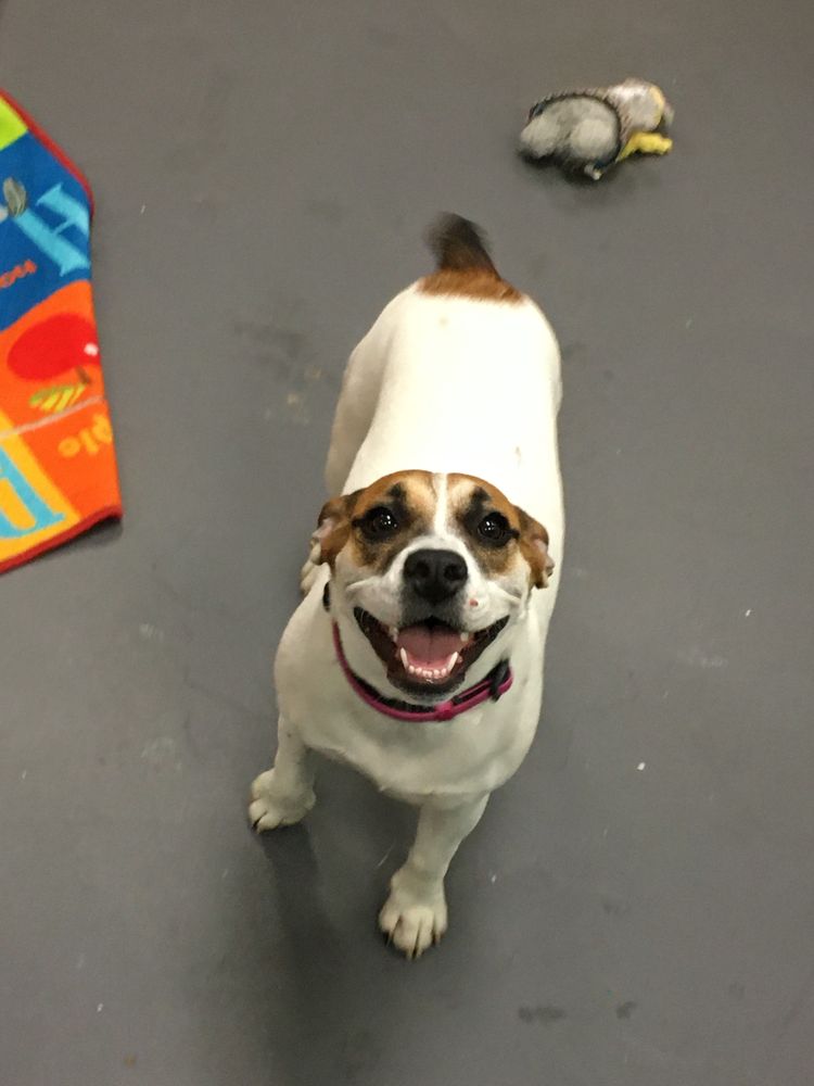 BARKS AND RECREATION Updated September 2024 26 Photos 9849 S Fwy