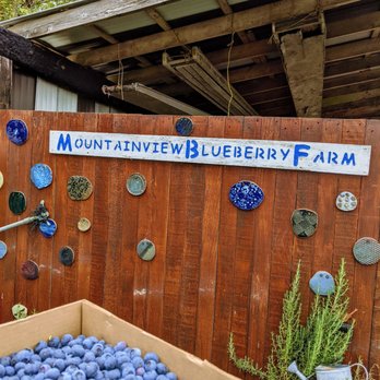 Mountainview Blueberry Farm - Pick Your Own Farms Near Me - Snohomish, Washington Mountainview Blueberry Farm - Pick Your Own Farms Near Me - Snohomish, Washington