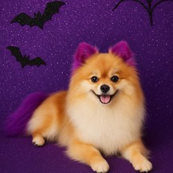 Calling All Paws