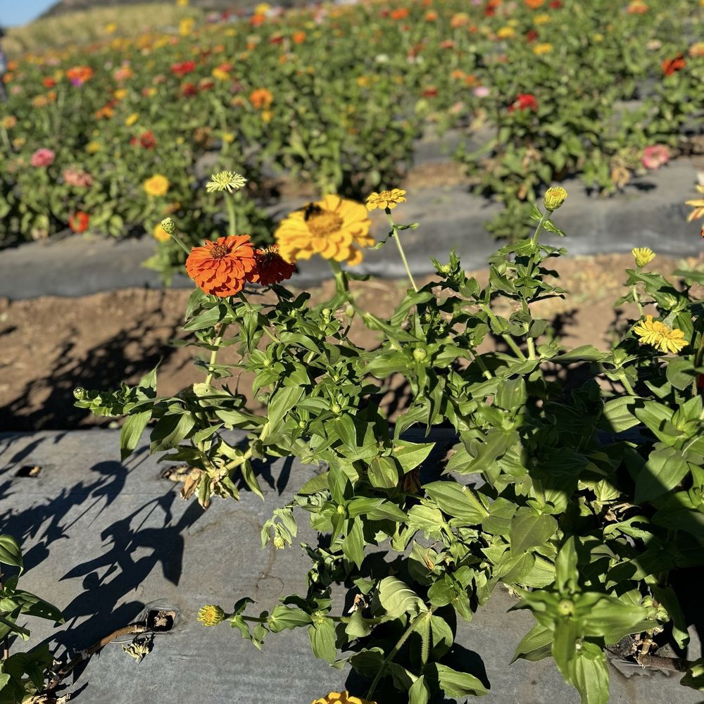 Sweet Berry Farm - Flower picking - Attraction Farms Near Me - Marble Falls, Texas