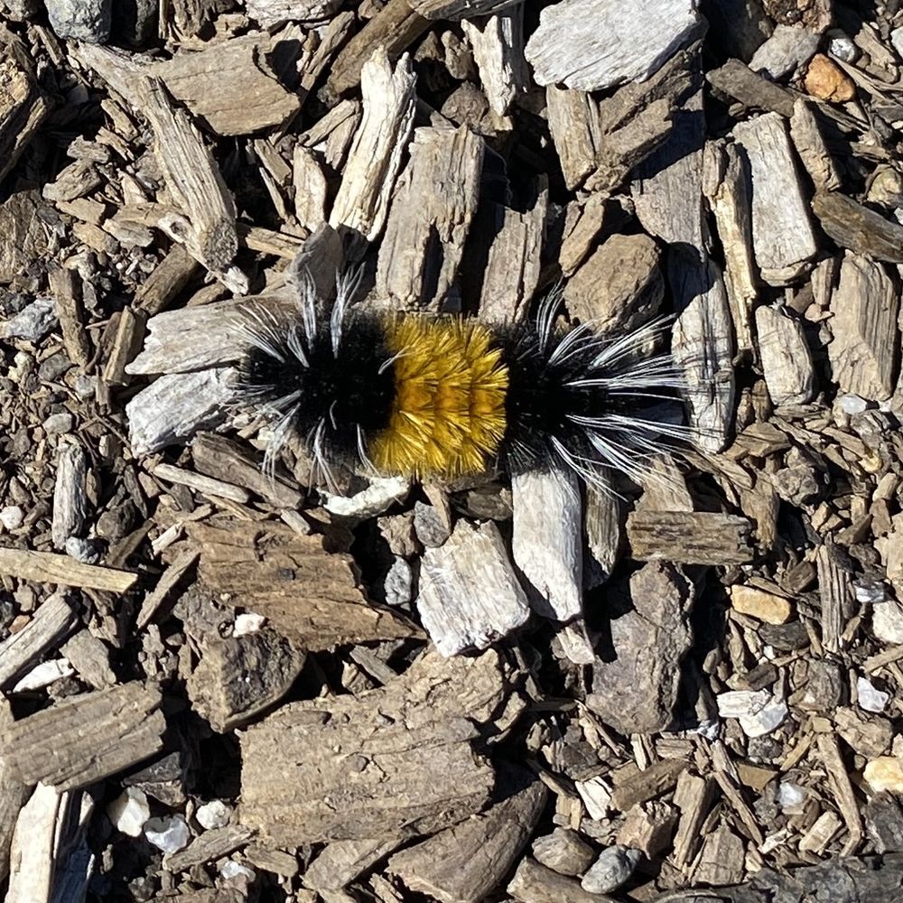 Thunder Mountain Hike - Fuzzy catepillar! - Hiking Near Me - Tahoe City, California Thunder Mountain Hike - Fuzzy catepillar! - Hiking Near Me - Tahoe City, California