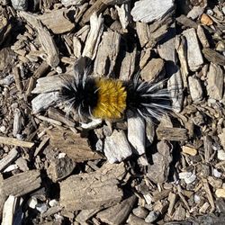 Thunder Mountain Hike - Fuzzy catepillar!