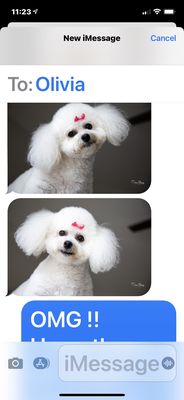 Awesome before and after dog grooming - Awesome before and after dog grooming Awesome before and after dog grooming - Awesome before and after dog grooming