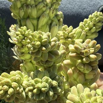 United Flower Wholesale - Tuberose! They smell great - Floral Designers Near Me - Pomona, California United Flower Wholesale - Tuberose! They smell great - Floral Designers Near Me - Pomona, California