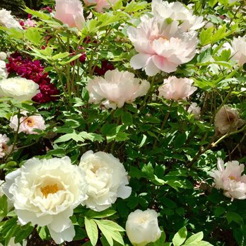 Brooklyn Botanic Garden - Botanical Gardens Near Me - Brooklyn, New York Brooklyn Botanic Garden - Botanical Gardens Near Me - Brooklyn, New York