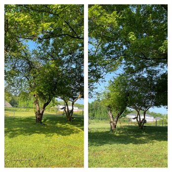 SavATree Norcross - Before and after pruning do my Apple Tree to hopefully nurse it back to health. - Tree Services Near Me - Norcross, Georgia SavATree Norcross - Before and after pruning do my Apple Tree to hopefully nurse it back to health. - Tree Services Near Me - Norcross, Georgia