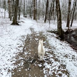 Agawam Dog Park - Hiking trails