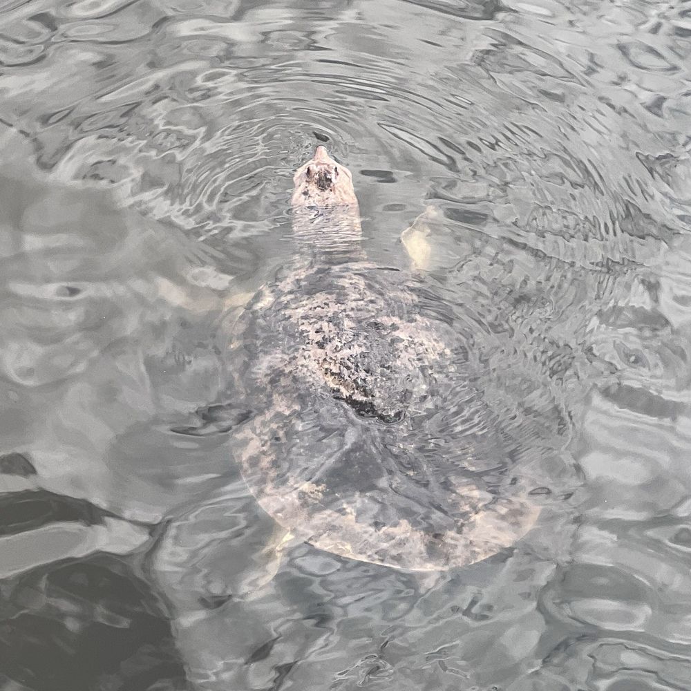Torcaso Park - Turtle - Parks Near Me - Winter Springs, Florida Torcaso Park - Turtle - Parks Near Me - Winter Springs, Florida