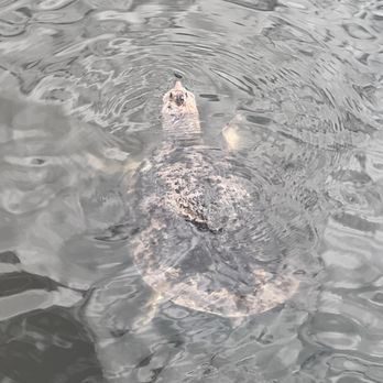 Torcaso Park - Turtle - Parks Near Me - Winter Springs, Florida Torcaso Park - Turtle - Parks Near Me - Winter Springs, Florida
