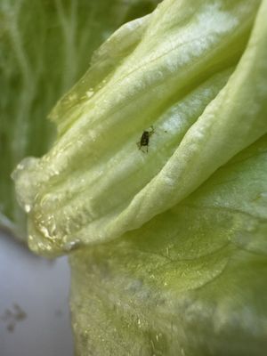 Joe's Burgers by null