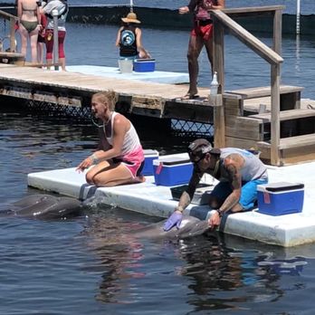 Dolphin Research Center - Demonstration of taking care of dolphins - Tours Near Me - Marathon, Florida