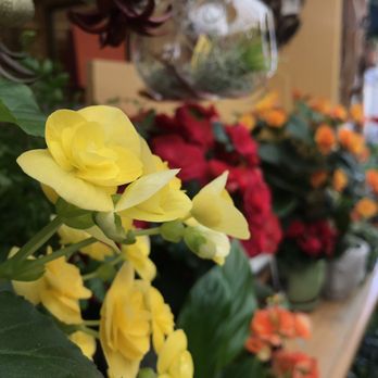 Growing Grounds Downtown - Nurseries & Gardening Near Me - San Luis Obispo, California