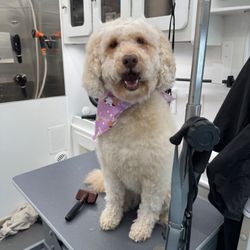 Groom N' Scoop - Luna