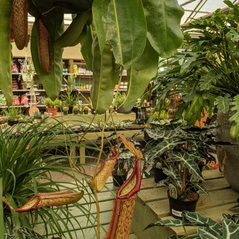 Pike Nurseries - Beautiful - Nurseries & Gardening Near Me - Atlanta, Georgia
