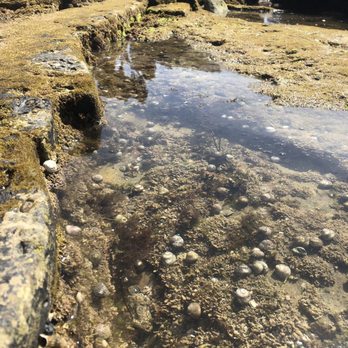 Point Loma Tide Pools - Hermit crab colony - Beaches Near Me - San Diego, California