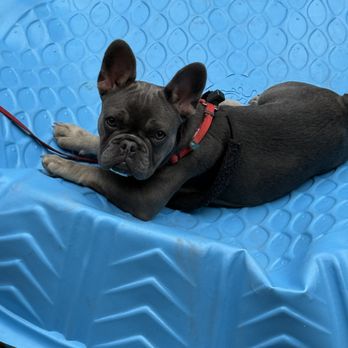 North Shore Frenchies - Pet Breeders Near Me North Shore Frenchies - Pet Breeders Near Me
