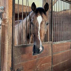 Spruce Meadow Farm - Moe showing off his good looks and big heart.