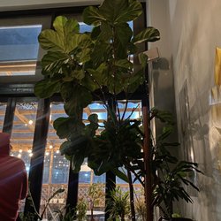 Amituofo Vegan Cuisine - The interior decor. This beautiful plant was in front of our table.