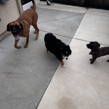 Furfield Pet Place - Pet Boarding Near Me - Fairfield, California Furfield Pet Place - Pet Boarding Near Me - Fairfield, California