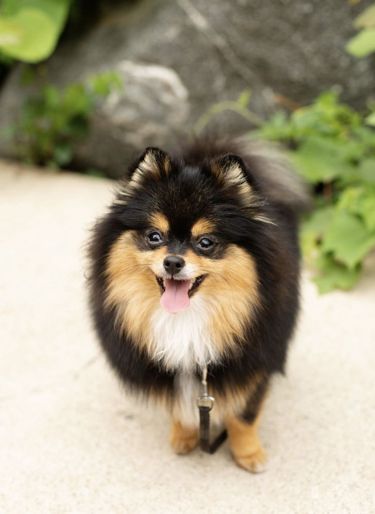 A HOUND’S HAVEN Updated September 2024 18 Reviews 1971 E Beltline