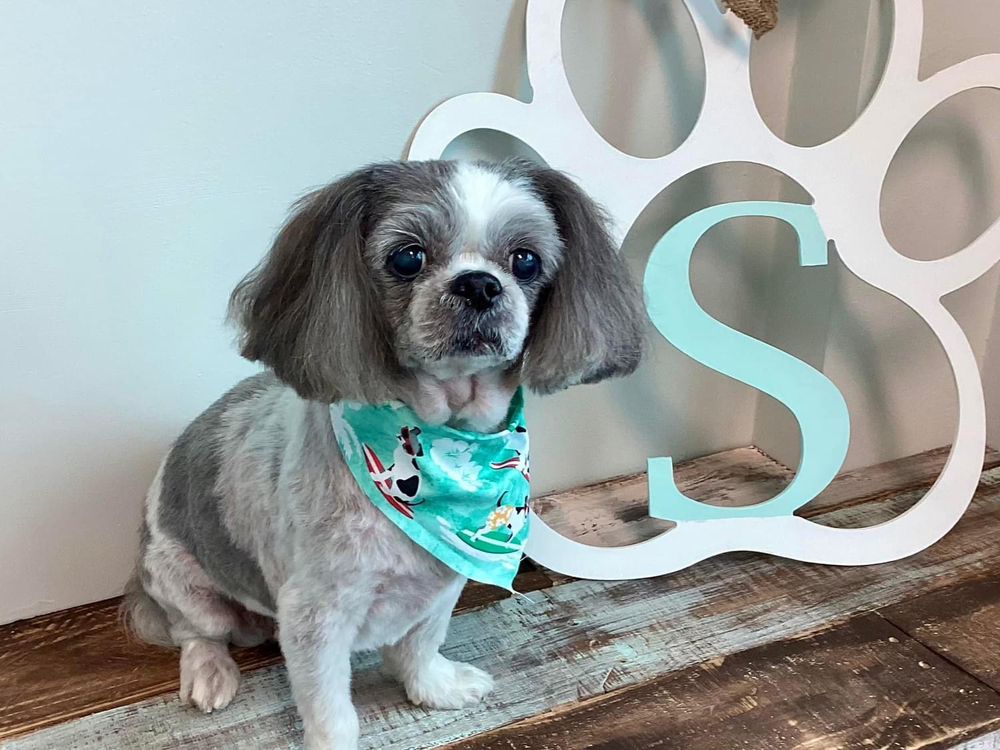 SALTY DOG GROOMING PAWLOR Request an Appointment 2401 Seaboard Rd, Virginia Beach, Virginia