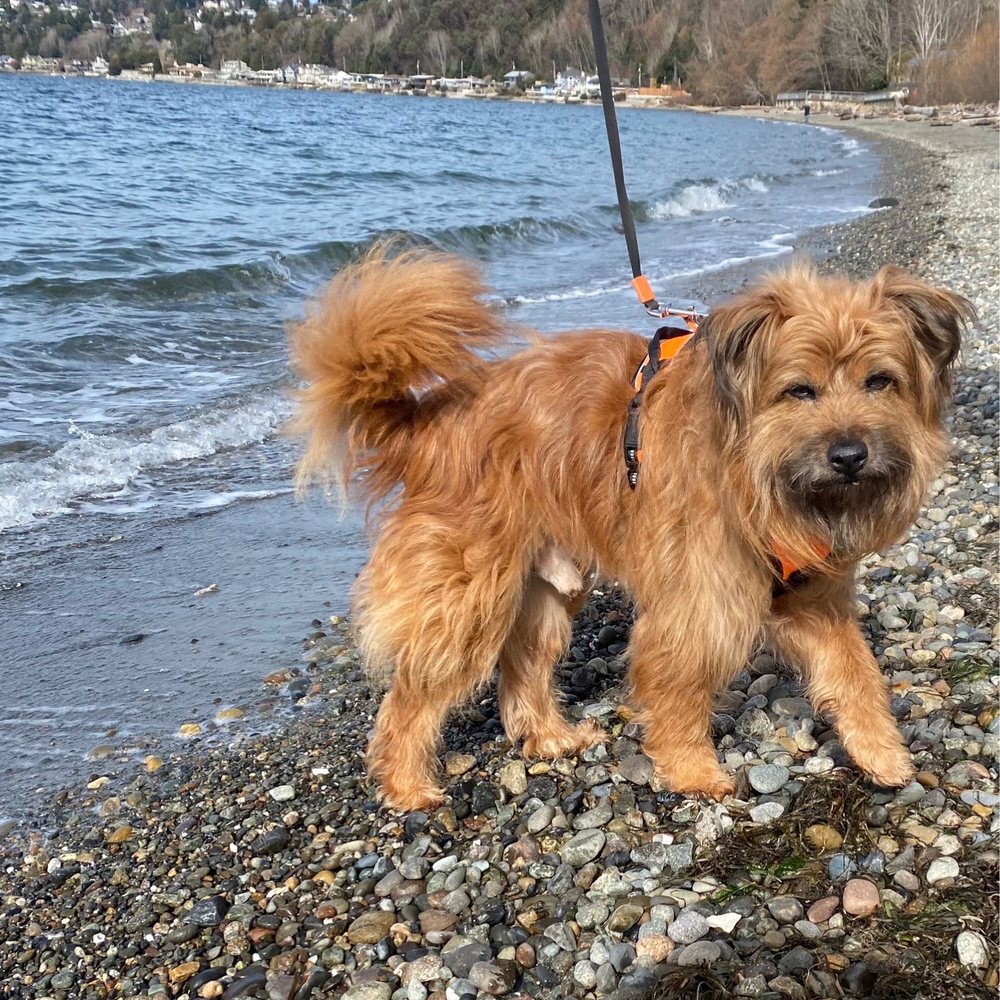 Modern Pet Mobile Grooming - Rufus before. - Pet Groomers Near Me - Seattle, Washington