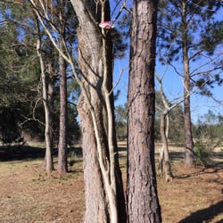 City Park Disc Golf Course - Stuck