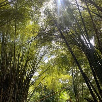 El Yunque Rainforest - Hiking Near Me - Luquillo, Puerto Rico