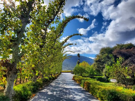 PEJU Winery by null