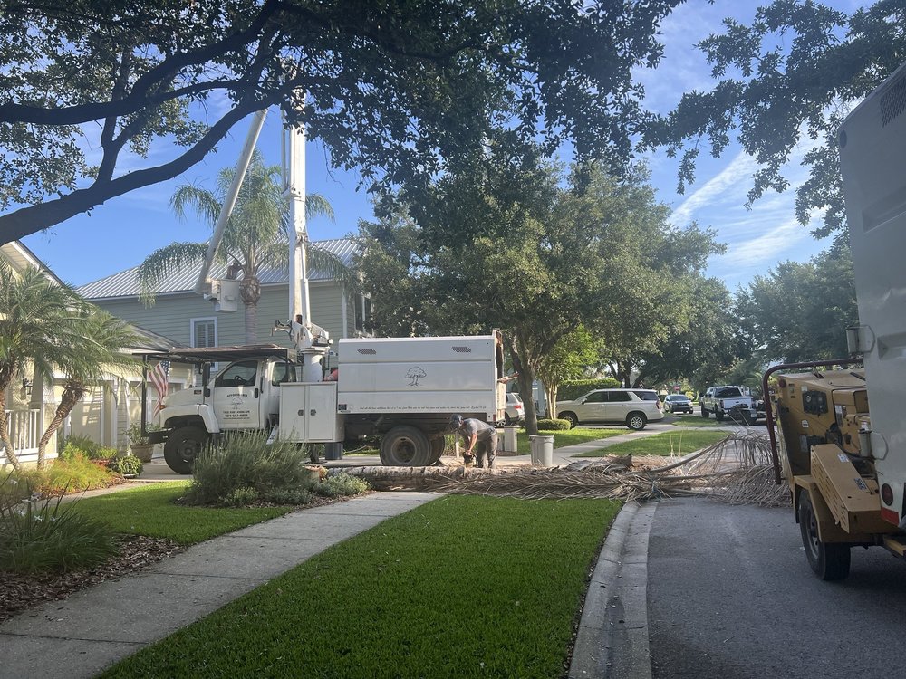 Affordable Tree & Landscape - tree service in St. Augustine, FL