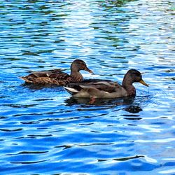 Rouken Glen Park