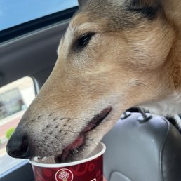 Complimentary "pup cups" are available for your pet. Complimentary "pup cups" are available for your pet.