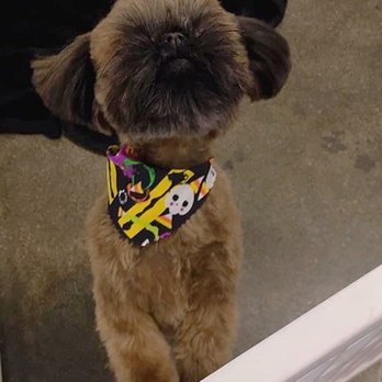 WAGZ - After. Little boy is so happy and floofy. - Pet Groomers Near Me - Westchester, California WAGZ - After. Little boy is so happy and floofy. - Pet Groomers Near Me - Westchester, California