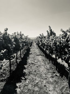 Sangiacomo Vineyards by null