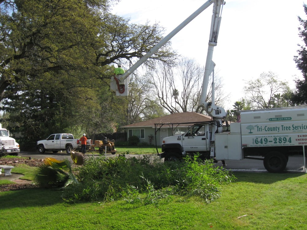 BUD’S TRICOUNTY TREE SERVICES Updated May 2024 52 Photos & 126