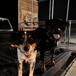 Viking Axe Throwing - Pet friendly