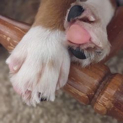Brooklyn Pet Spa
