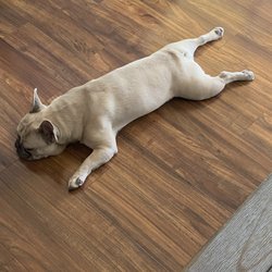 Martinez Animal Hospital - Dog