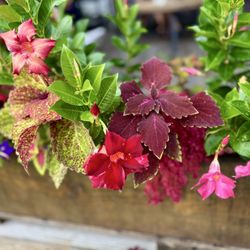 Outdoor flowers