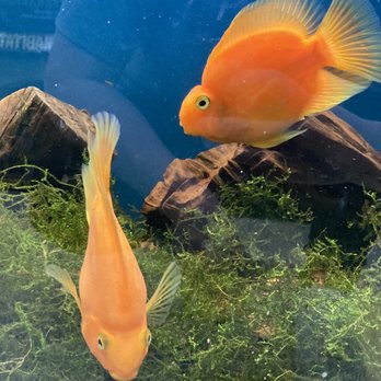 MrPets - Pet Stores Near Me - Vancouver, British Columbia MrPets - Pet Stores Near Me - Vancouver, British Columbia