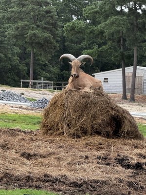 Aloha Safari Park by null