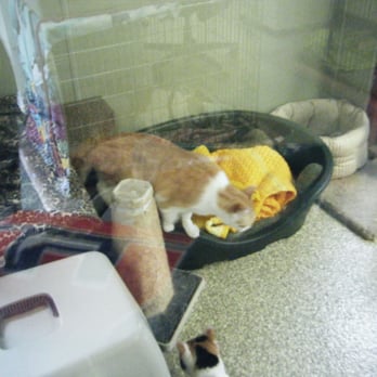 Warwick Animal shelter - A comfy place for kitties - Pet Sitting Near Me - Warwick, Rhode Island