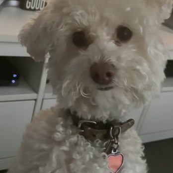 Buzz's Grooming & More - @SAINT_thegoodgirl (Maltiooo) - Pet Groomers Near Me - Carson, California Buzz's Grooming & More - @SAINT_thegoodgirl (Maltiooo) - Pet Groomers Near Me - Carson, California